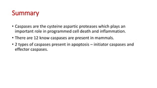 caspase[1].pptx njmdihcdsjhfilewjfgufhrefilreh | PPTX