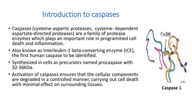 caspase[1].pptx njmdihcdsjhfilewjfgufhrefilreh | PPTX | Genetics | Science
