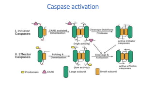 caspase[1].pptx njmdihcdsjhfilewjfgufhrefilreh | PPTX
