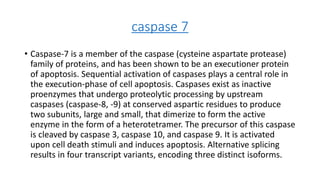 caspase 7
• Caspase-7 is a member of the caspase (cysteine aspartate protease)
family of proteins, and has been shown to be an executioner protein
of apoptosis. Sequential activation of caspases plays a central role in
the execution-phase of cell apoptosis. Caspases exist as inactive
proenzymes that undergo proteolytic processing by upstream
caspases (caspase-8, -9) at conserved aspartic residues to produce
two subunits, large and small, that dimerize to form the active
enzyme in the form of a heterotetramer. The precursor of this caspase
is cleaved by caspase 3, caspase 10, and caspase 9. It is activated
upon cell death stimuli and induces apoptosis. Alternative splicing
results in four transcript variants, encoding three distinct isoforms.
 