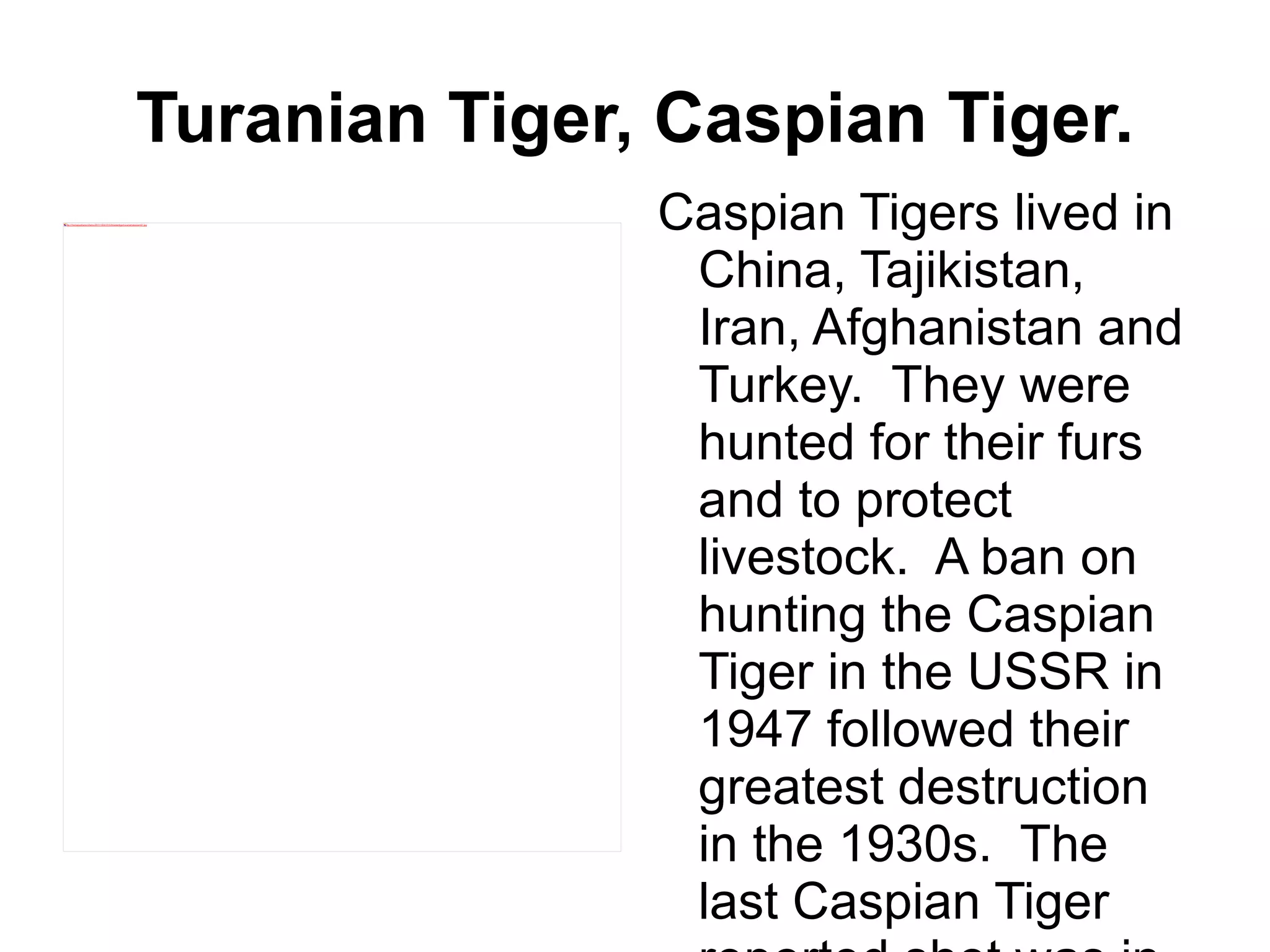 Caspian tiger marc mario | ODP