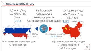 4,5 млн.т/год
0,2 млн.т/год
3 тыс.
1 т/га
СТАВКА НА АКВАКУЛЬТУРУ
10
Рыболовство
Аквакультура
Аквапредприятия
Ср. продуктивность (пруды)
17106 млн.т/год
45469 млн.т/год
5124 тыс.
4 т/га (в 1990 – 1,5т/га)
40 т/год одна ферма Yidu,
128 т/год всего
43 т/год
всего
Органическая аквакультура
0 предприятий
Органическая аквакультура
200 предприятий
>0,3 млн.т/год
 