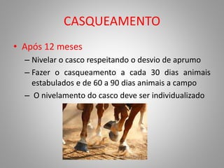 CASQUEAMENTO
• Após 12 meses
– Nivelar o casco respeitando o desvio de aprumo
– Fazer o casqueamento a cada 30 dias animais
estabulados e de 60 a 90 dias animais a campo
– O nivelamento do casco deve ser individualizado
 