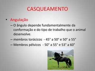 CASQUEAMENTO
• Angulação
– O ângulo depende fundamentalmente da
conformação e do tipo de trabalho que o animal
desenvolve.
– membros torácicos - 45° a 50° e 50° a 55°
– Membros pélvicos - 50° a 55° e 53° a 60°
 