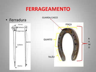 • Ferradura
FERRAGEAMENTO
R
A
M
O
PINÇA
QUARTO
TALÃO
GUARDA CASCO
 
