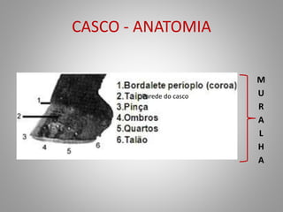 CASCO - ANATOMIA
M
U
R
A
L
H
A
Parede do casco
 