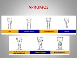 APRUMOS
 