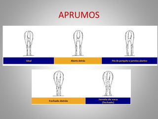 APRUMOS
 