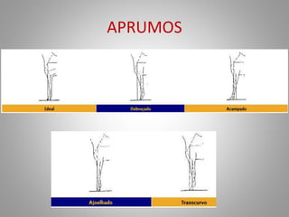 APRUMOS
 