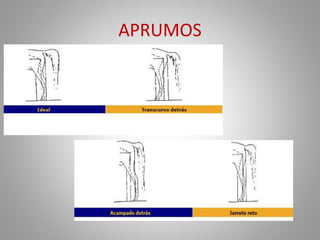APRUMOS
 