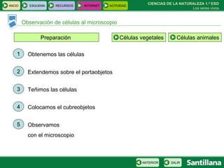 Observación de células al microscopio CIENCIAS DE LA NATURALEZA 1.º ESO Los seres vivos Preparación  1 2 3 4 5 Obtenemos las células Extendemos sobre el portaobjetos Teñimos las células Colocamos el cubreobjetos Observamos  con el microscopio INICIO ESQUEMA RECURSOS INTERNET ACTIVIDAD SALIR ANTERIOR Células vegetales Células animales 