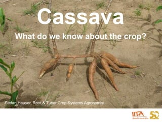 Cassava
What do we know about the crop?
Stefan Hauser, Root & Tuber Crop Systems Agronomist
 