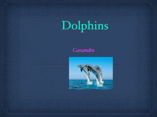 Dolphins
 Cassandra
 