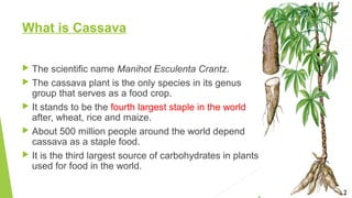 What is Cassava
 The scientific name Manihot Esculenta Crantz.
 The cassava plant is the only species in its genus
group that serves as a food crop.
 It stands to be the fourth largest staple in the world
after, wheat, rice and maize.
 About 500 million people around the world depend
cassava as a staple food.
 It is the third largest source of carbohydrates in plants
used for food in the world.
2
 