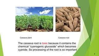 Cassava plant Cassava root
The cassava root is toxic because it contains the
chemical “cyanogenic glucoside” which becomes
cyanide. So processing of the root is so important
3
 