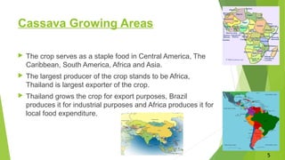 Cassava Growing Areas
 The crop serves as a staple food in Central America, The
Caribbean, South America, Africa and Asia.
 The largest producer of the crop stands to be Africa,
Thailand is largest exporter of the crop.
 Thailand grows the crop for export purposes, Brazil
produces it for industrial purposes and Africa produces it for
local food expenditure.
5
 