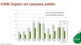 Cassava