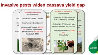 Cassava