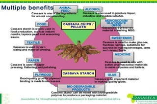 Tapioca Reproduce Cassava, tapioca production technology pest and disease, varieties ...