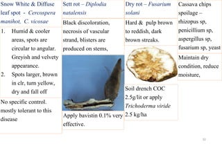 Cassava, tapioca production technology pest and disease, varieties ...