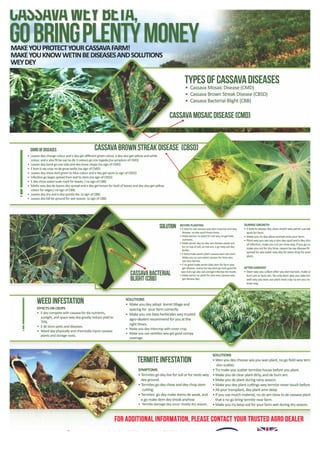 Cassava: Solutions to pest and diseases (Pidgin)