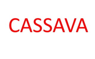 CASSAVA
 