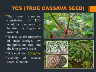 Tcs Rseed cassava.pptx power point presentation on cassava | PPTX
