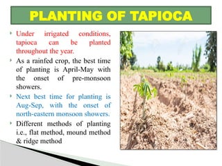 Moud Method cassava.pptx power point presentation on cassava | PPTX
