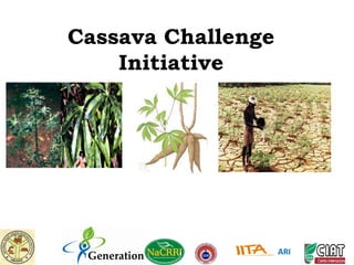 Cassava Challenge
Initiative
ARI
 