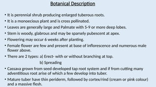 cassava and sweet potato warm season production technology | PPT