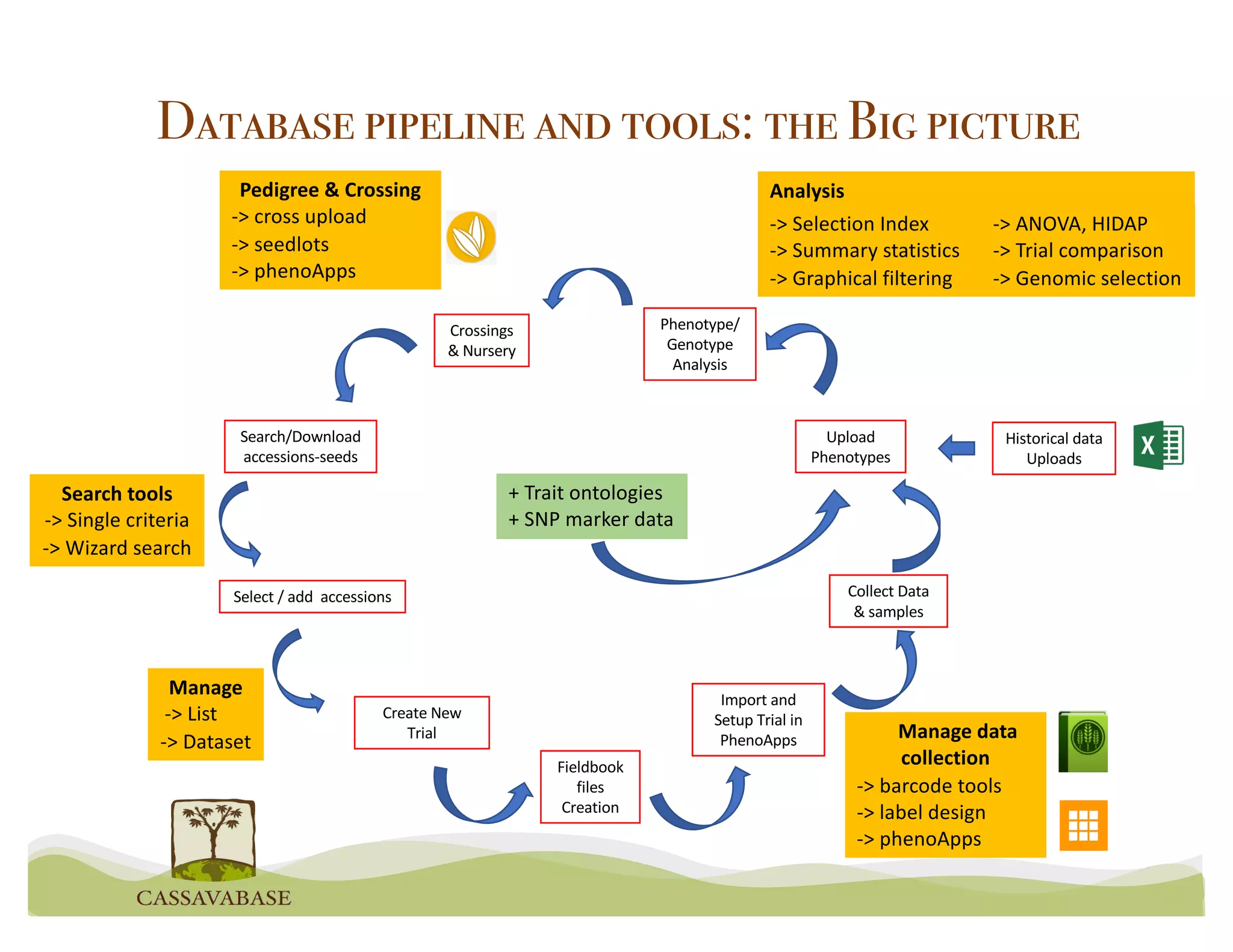 Create New
Trial
Fieldbook
files
Creation
Collect Data
& samples
Import and
Setup Trial in
PhenoApps
Upload
Phenotypes
Historical data
Uploads
Phenotype/
Genotype
Analysis
Crossings
& Nursery
Search/Download
accessions-seeds
Manage
-> List
-> Dataset Manage data
collection
-> barcode tools
-> label design
-> phenoApps
Pedigree & Crossing
-> cross upload
-> seedlots
-> phenoApps
-> Selection Index
-> Summary statistics
-> Graphical filtering
Search tools
-> Single criteria
-> Wizard search
Select / add accessions
Database pipeline and tools: the Big picture
+ Trait ontologies
+ SNP marker data
-> ANOVA, HIDAP
-> Trial comparison
-> Genomic selection
Analysis
 
