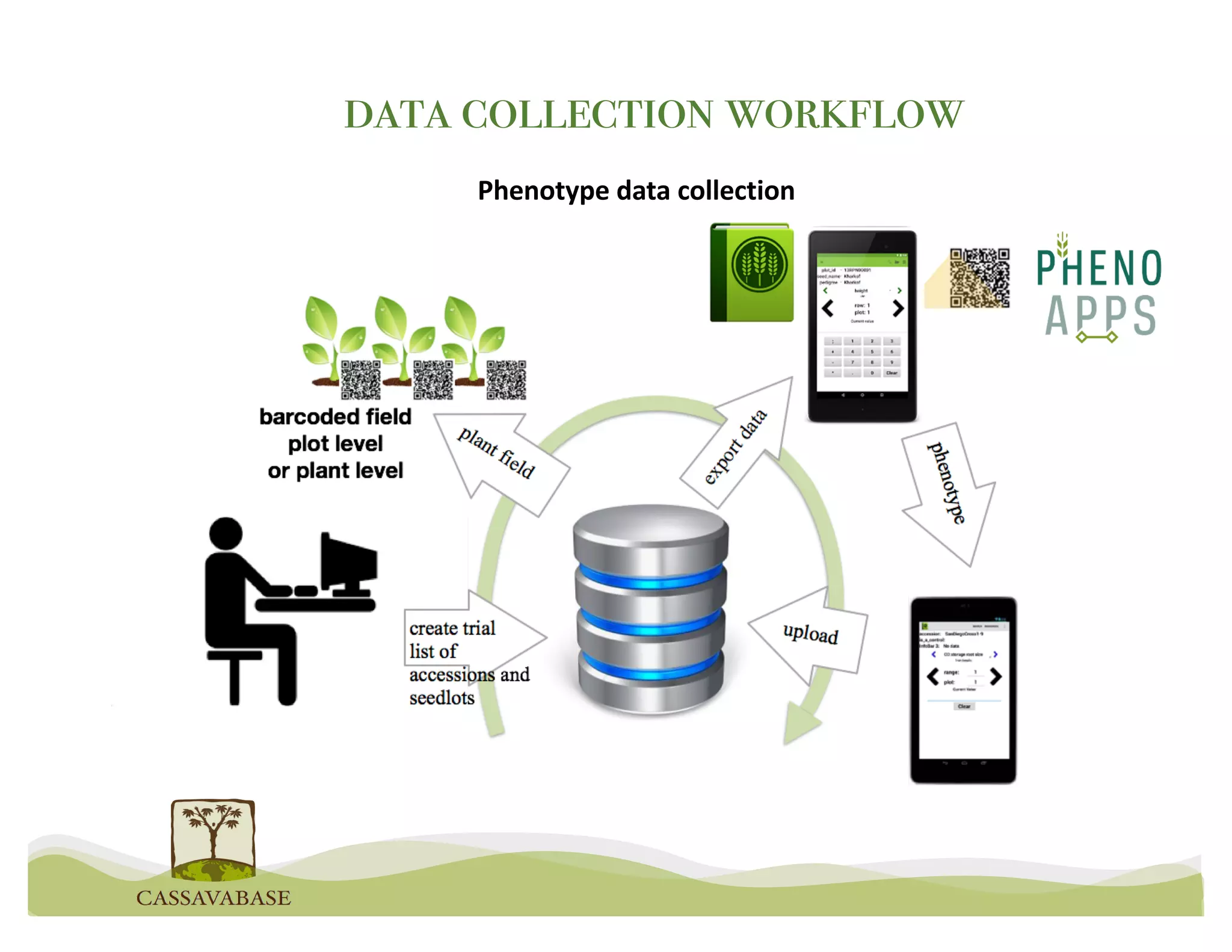 data collection workflow
Phenotype data collection
 