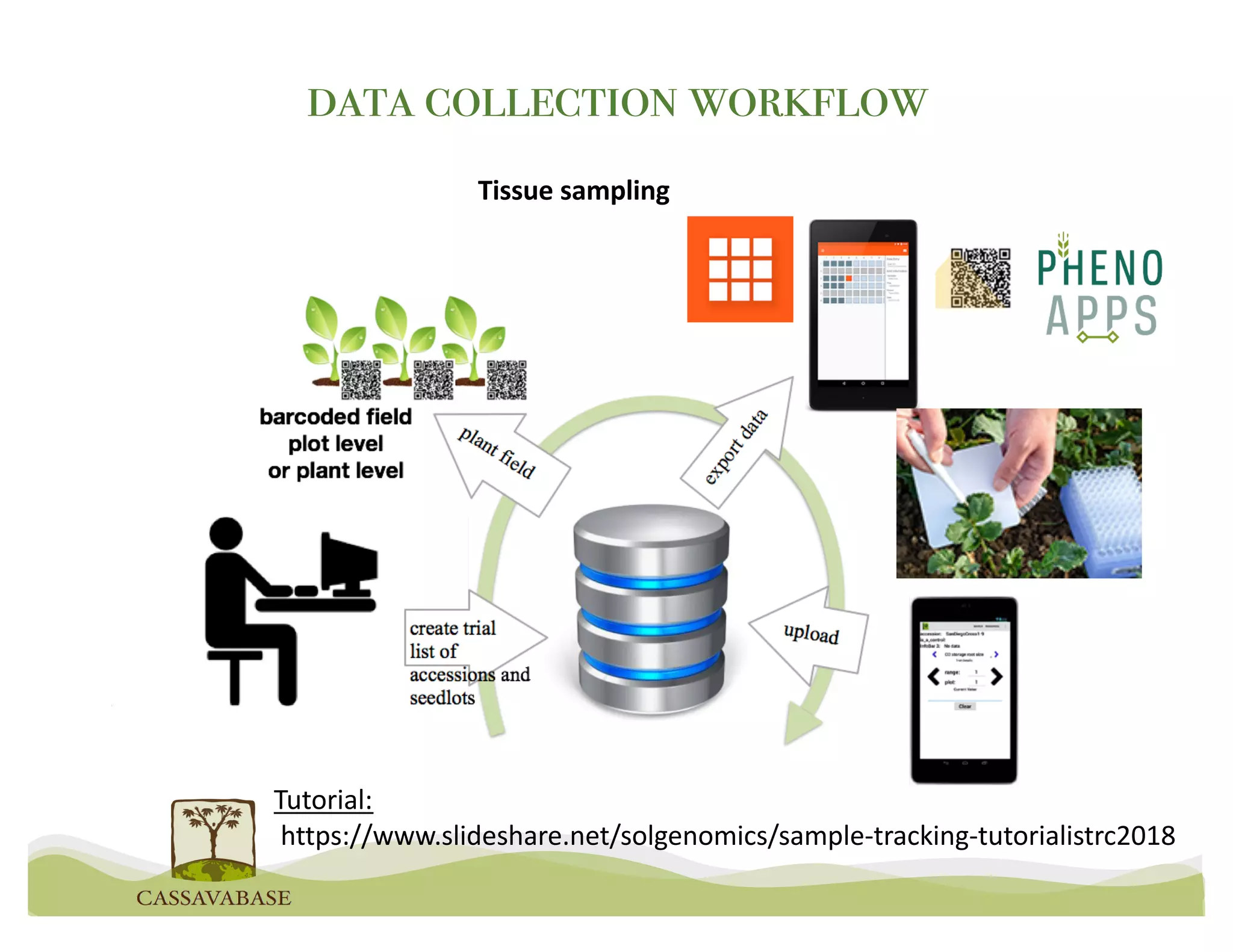 Tissue sampling
data collection workflow
Tutorial:
https://www.slideshare.net/solgenomics/sample-tracking-tutorialistrc2018
 