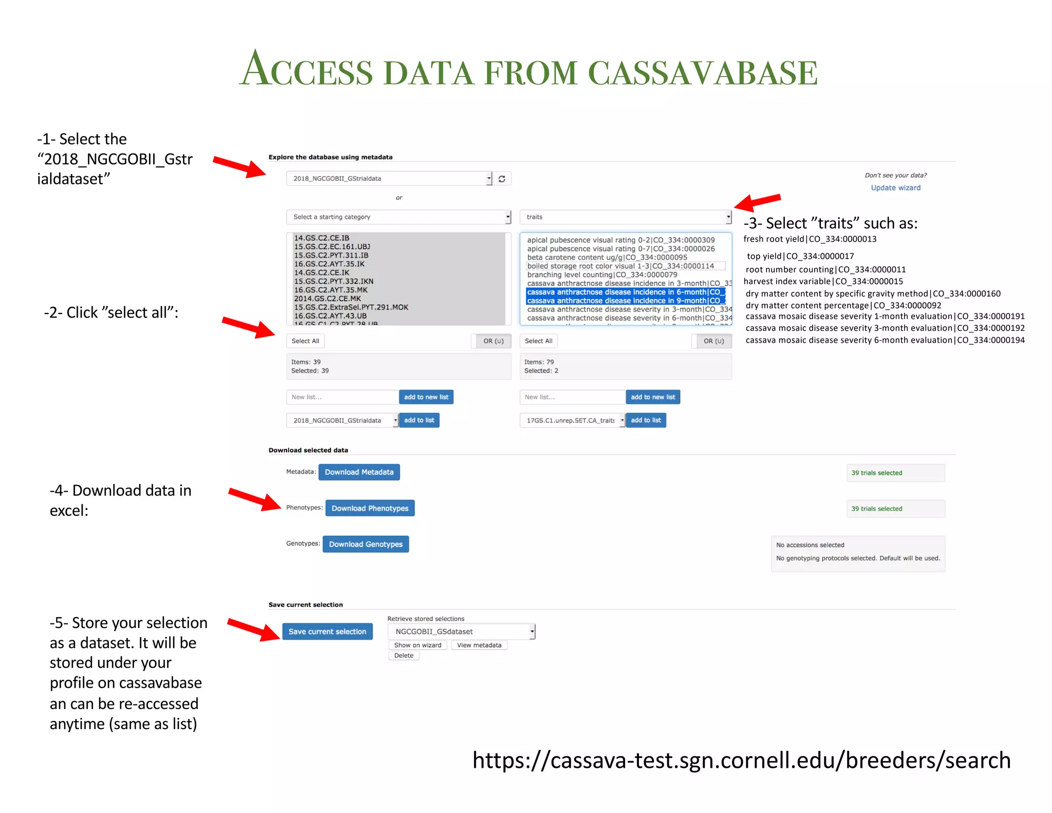 https://cassava-test.sgn.cornell.edu/breeders/search
-1- Select the
“2018_NGCGOBII_Gstr
ialdataset”
-2- Click ”select all”:
-3- Select ”traits” such as:
fresh root yield|CO_334:0000013
top yield|CO_334:0000017
root number counting|CO_334:0000011
harvest index variable|CO_334:0000015
dry matter content by specific gravity method|CO_334:0000160
dry matter content percentage|CO_334:0000092
cassava mosaic disease severity 1-month evaluation|CO_334:0000191
cassava mosaic disease severity 3-month evaluation|CO_334:0000192
cassava mosaic disease severity 6-month evaluation|CO_334:0000194
-4- Download data in
excel:
-5- Store your selection
as a dataset. It will be
stored under your
profile on cassavabase
an can be re-accessed
anytime (same as list)
Access data from cassavabase
 
