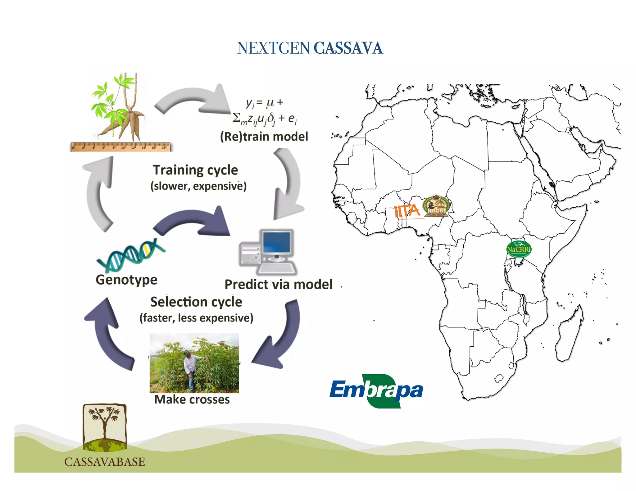 NEXTGEN CASSAVA
 