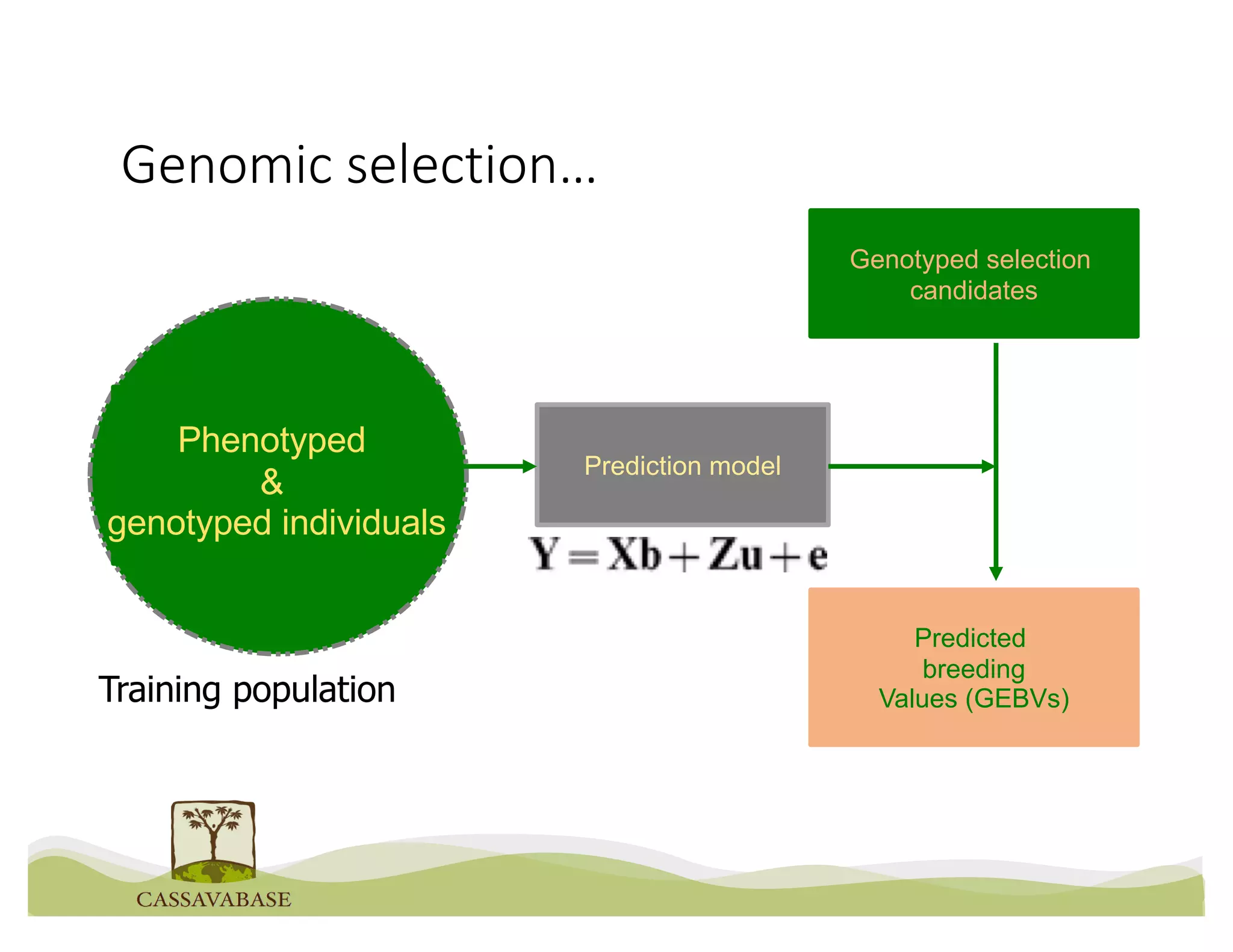 Phenotyped
&
genotyped individuals
Genomic selection…
Prediction model
Predicted
breeding
Values (GEBVs)
Genotyped selection
candidates
Training population
 