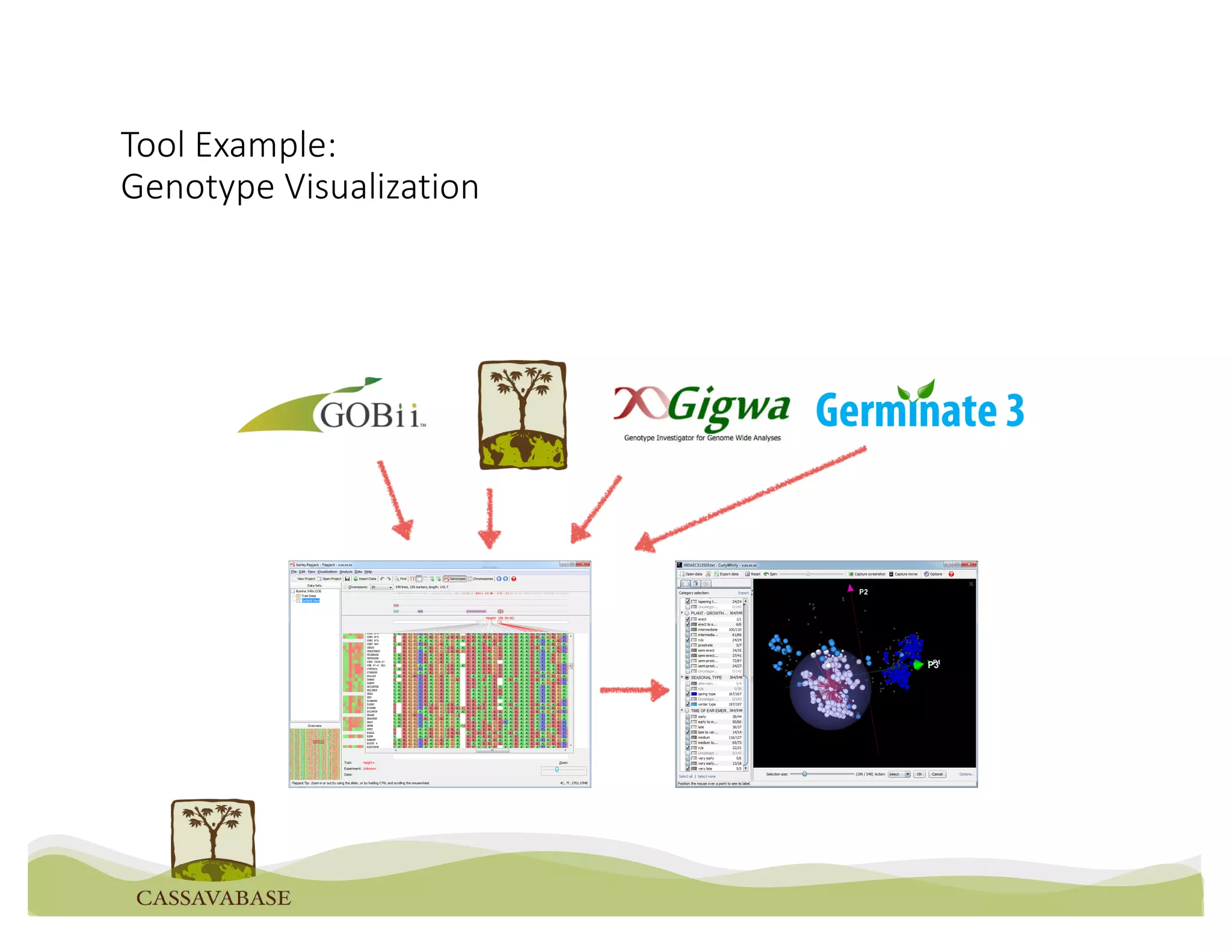 Tool Example:
Genotype Visualization
 