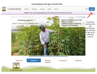 cassavabase-test.sgn.cornell.edu
To	practice	
creating	trials	
and	
phenotyping,	
you	will	need	
to	sign	up	for	
a	submitter	
account
 