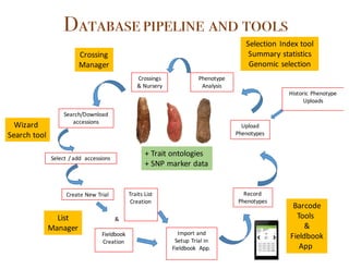 Create	New	Trial
Fieldbook
Creation
Traits	List	
Creation
Record
Phenotypes
Import	and	
Setup	Trial	in	
Fieldbook	 App.
&
Upload	
Phenotypes
Historic	Phenotype	
Uploads
Phenotype
Analysis
Crossings	
&	Nursery
Search/Download	
accessions
List
Manager
Barcode
Tools	
&
Fieldbook
App	
Crossing
Manager
Selection	Index	tool
Summary	statistics
Genomic	selection
Wizard	
Search	tool
Select	/	add		accessions
Databasepipeline and tools
+	Trait	ontologies
+	SNP	marker	data
 