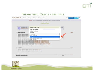 Phenotyping:Create a trait file
 