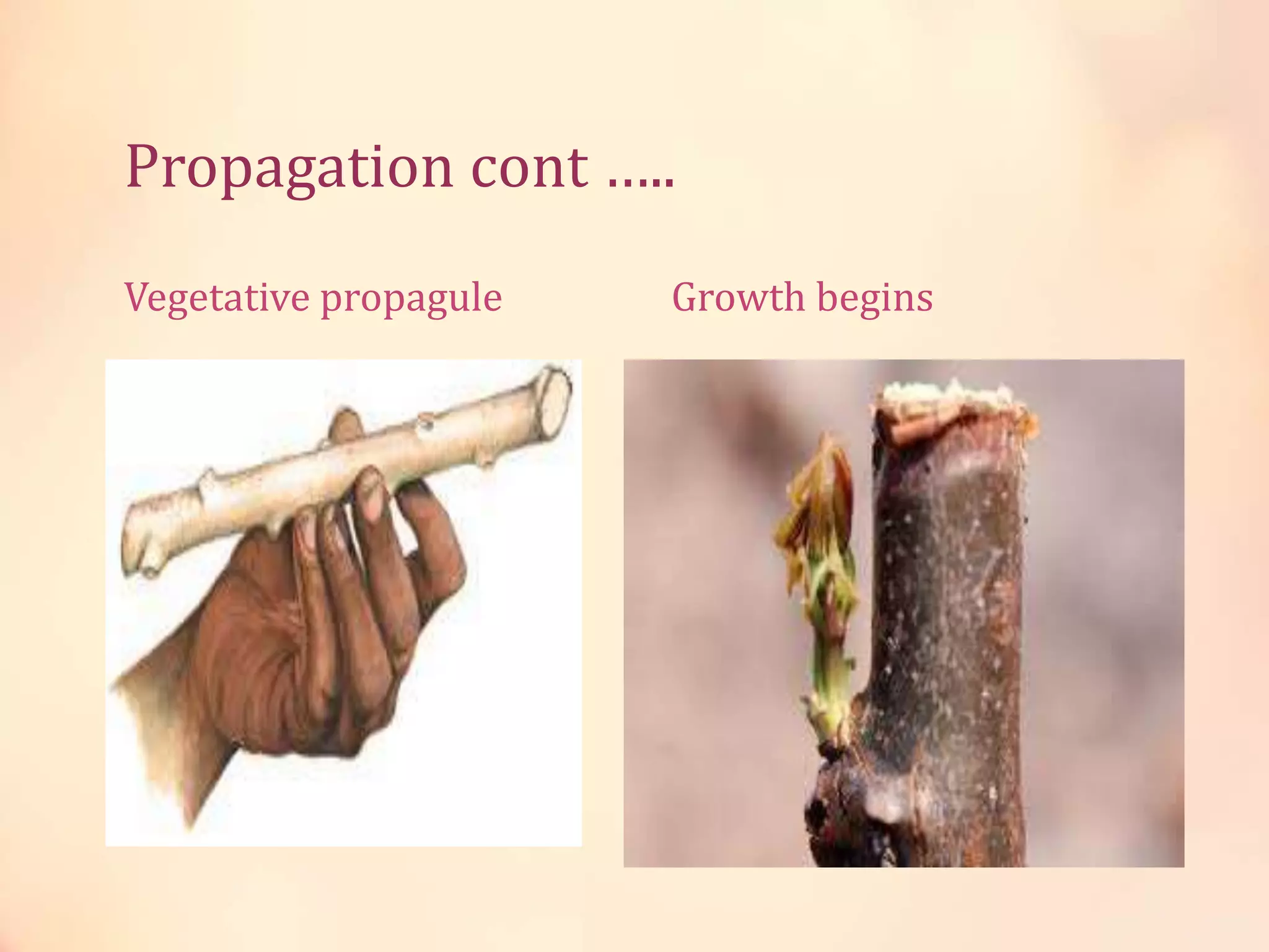 Propagation cont …..
Vegetative propagule Growth begins
 