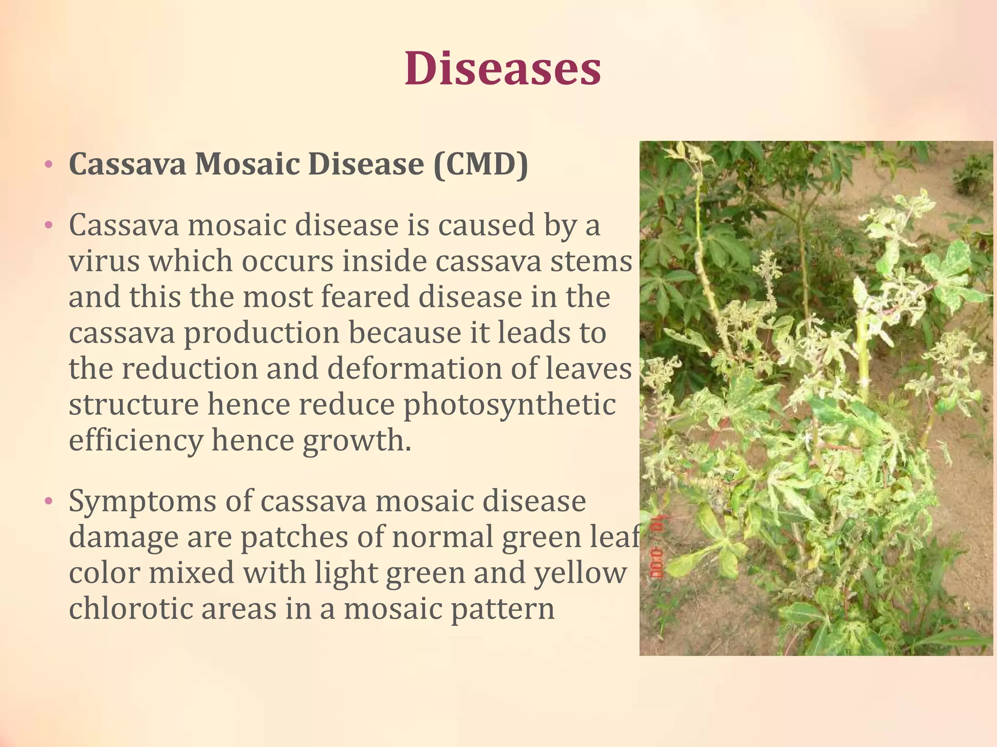 Diseases
• Cassava Mosaic Disease (CMD)
• Cassava mosaic disease is caused by a
virus which occurs inside cassava stems
and this the most feared disease in the
cassava production because it leads to
the reduction and deformation of leaves
structure hence reduce photosynthetic
efficiency hence growth.
• Symptoms of cassava mosaic disease
damage are patches of normal green leaf
color mixed with light green and yellow
chlorotic areas in a mosaic pattern
 