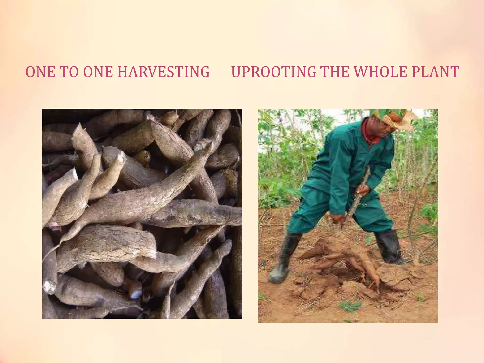 ONE TO ONE HARVESTING UPROOTING THE WHOLE PLANT
 