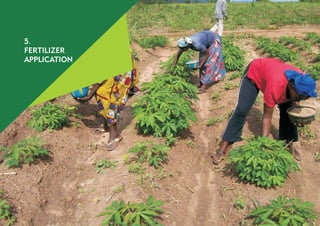 13
Cassava grows well in less fertile soils compared to other crops.
It, however, responds well to the application of inor...