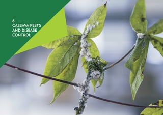 15
6.1. PestControl
The major pests of cassava in the farm are termites,
grasshoppers, cassava mealy bugs, green spider mi...