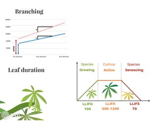 Building the best guess for cassava: an integration between areas and centers
