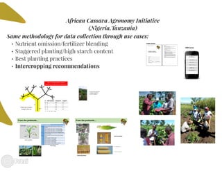 Building the best guess for cassava: an integration between areas and centers