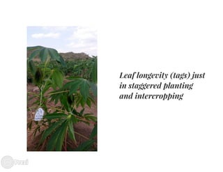 Building the best guess for cassava: an integration between areas and centers