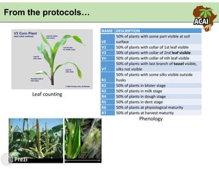 Building the best guess for cassava: an integration between areas and centers