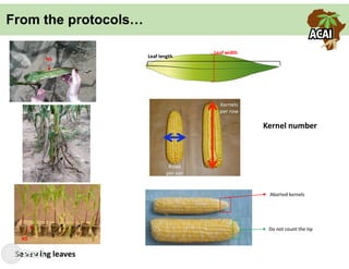 Building the best guess for cassava: an integration between areas and centers